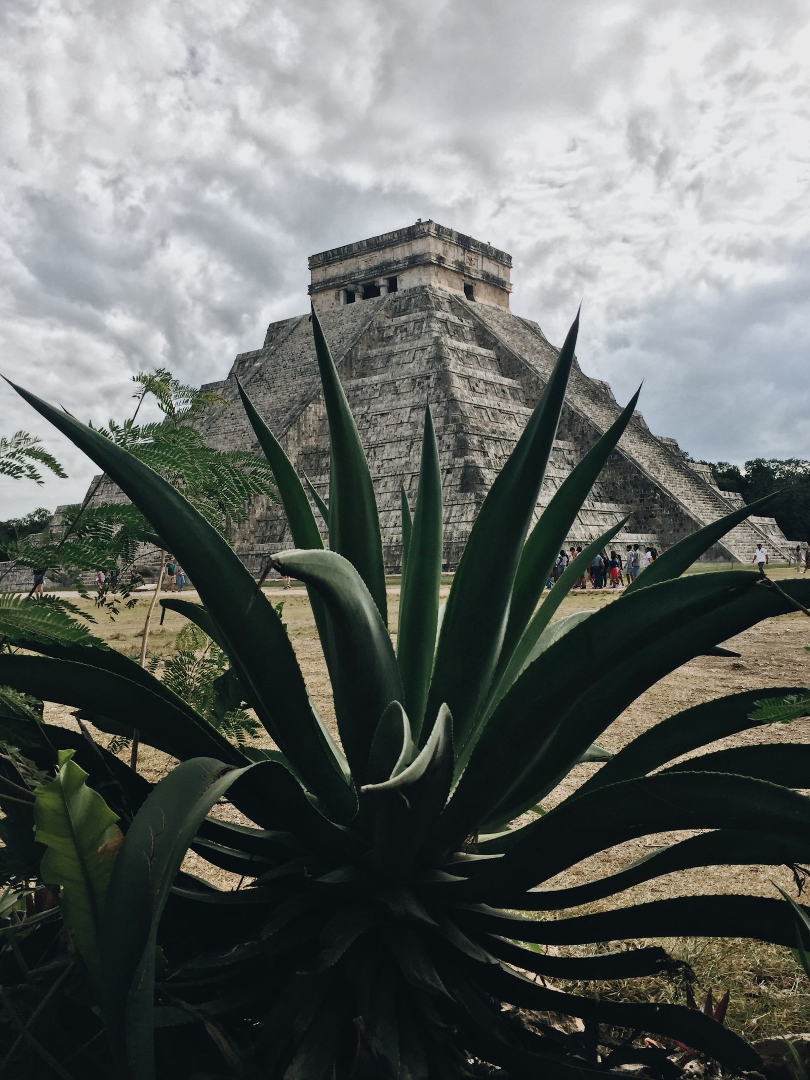 An agave plant frames the iconic El Castillo pyramid at Chichén Itzá, Mexico.