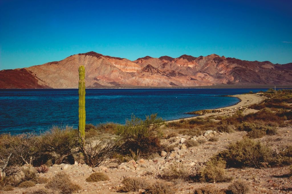 Beautiful desert landscape with cactus and mountains by the sea in Bahía de los Ángeles, Mexico.