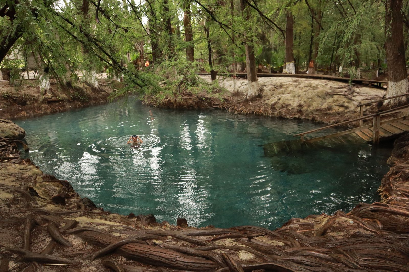 Person swimming in a natural pool surrounded by lush greenery in San Luis Potosí, Mexico.