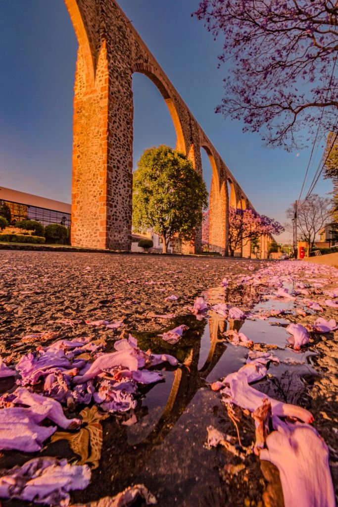 Queretaro aqueduct with purple blossoms in spring, a stunning view in the heart of Mexico.