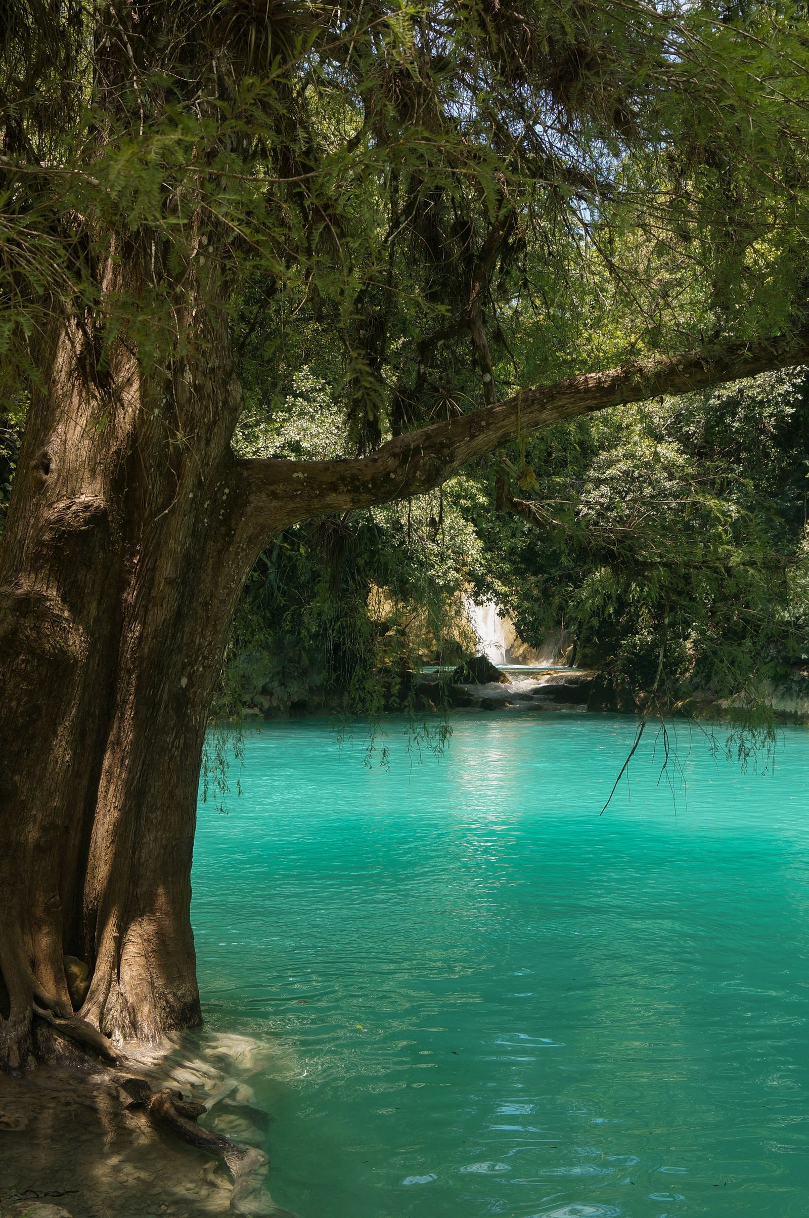Tranquil turquoise river with lush greenery in Maitinez, S.L.P., México offering a serene natural escape.
