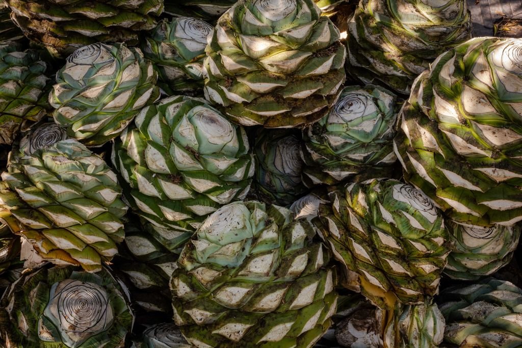 Detailed view of agave plants showcasing intricate patterns and textures in natural light.